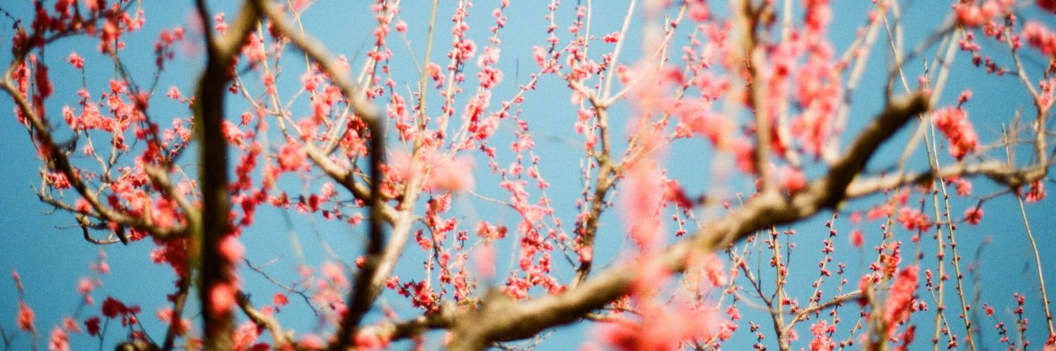 nolipof's profile banner image