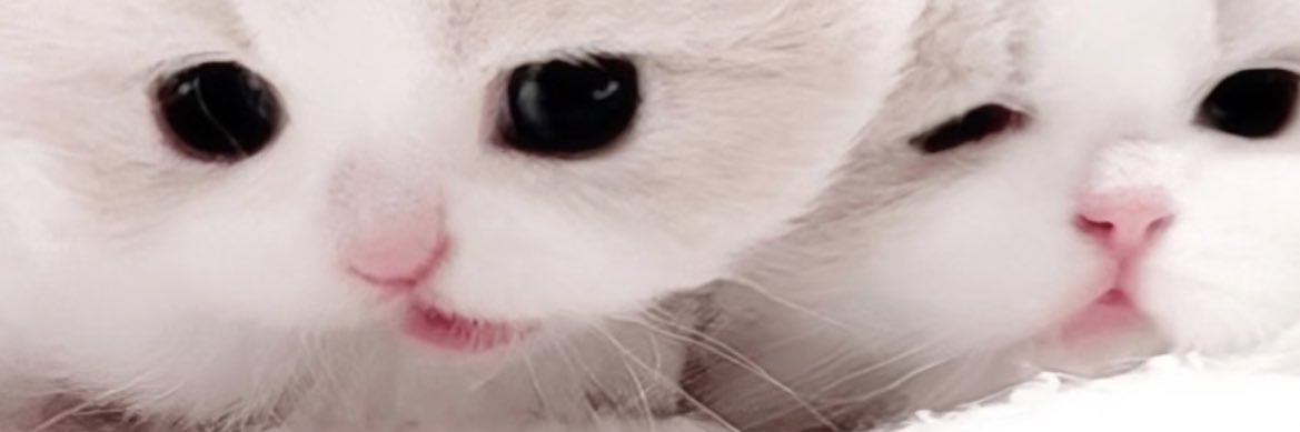 doll banner
