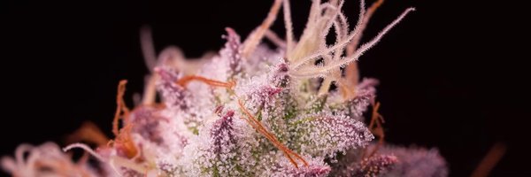 RenderRathore Profile Banner