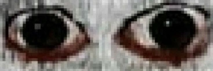 kusmuk🪳(seth) banner