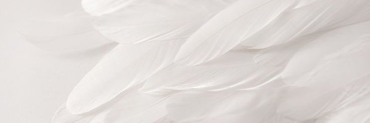 𝐃ean. banner