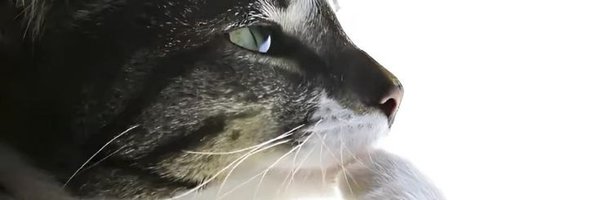Xaynger Profile Banner