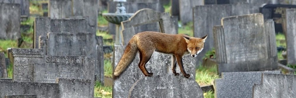 Rose Stephens🕷🐝🕸🐒🦇🐻🦊 banner