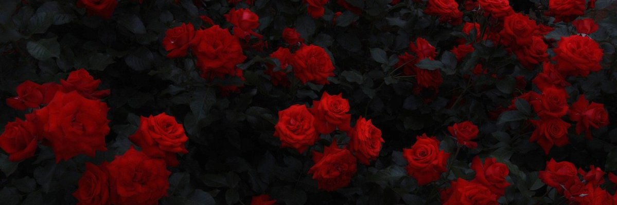 lilya_ebert's profile banner image