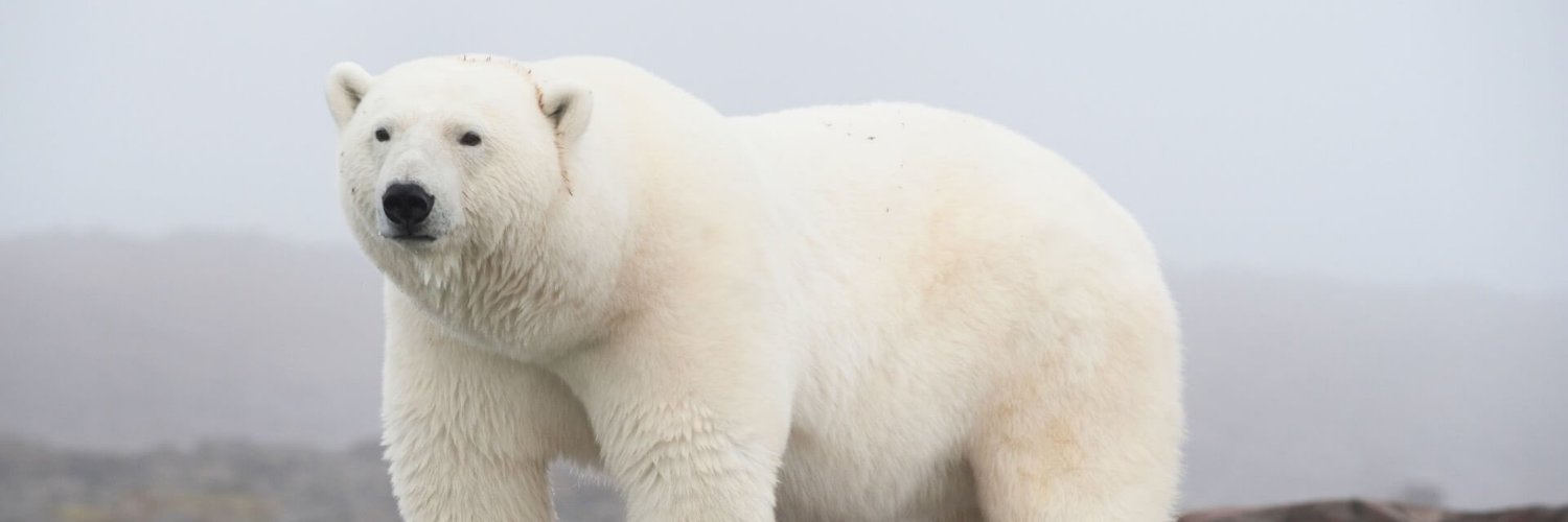 charlieB 🇬🇧🏴󠁧󠁢󠁳󠁣󠁴󠁿 袖口🍊 banner