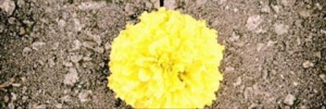 abbymolinsky's profile banner image