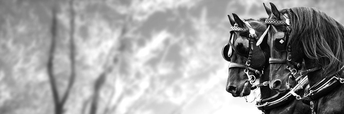 rosaria ferreri_♥️ Memecoin banner