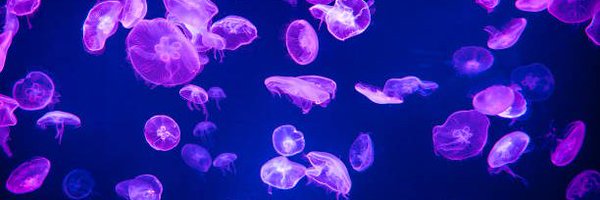 scrappyfishh Profile Banner