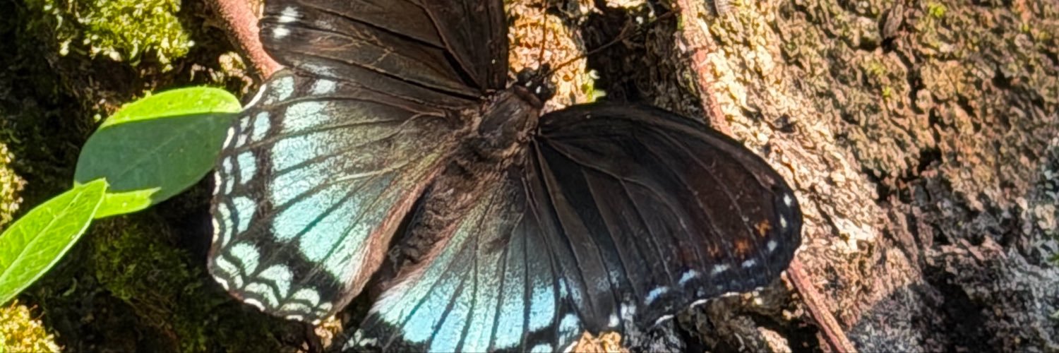 jen_nall's profile banner image