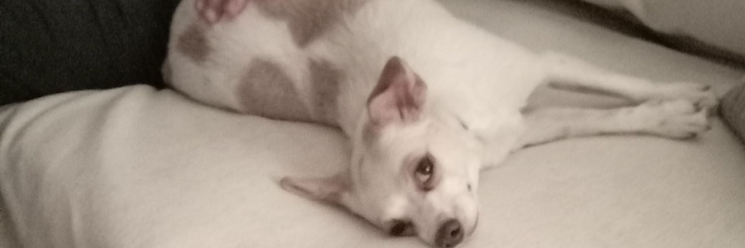 gaby_si 🎗 🇮🇹 🇪🇺 🇺🇦 🇮🇱 🇬🇪 🦁 banner