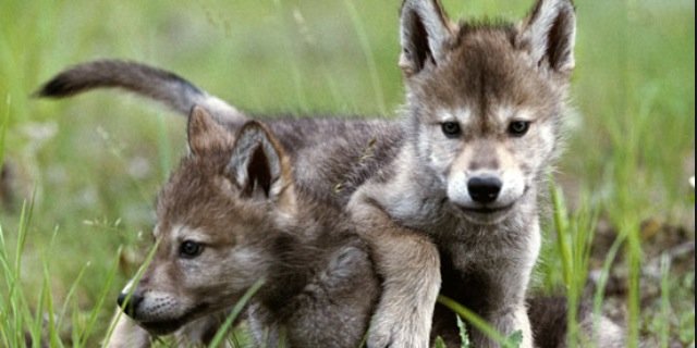 CoraFoxShifter's profile banner image