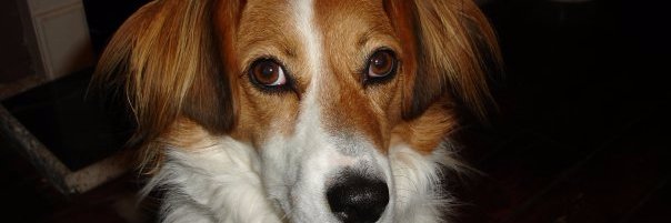 Avadogg's profile banner image