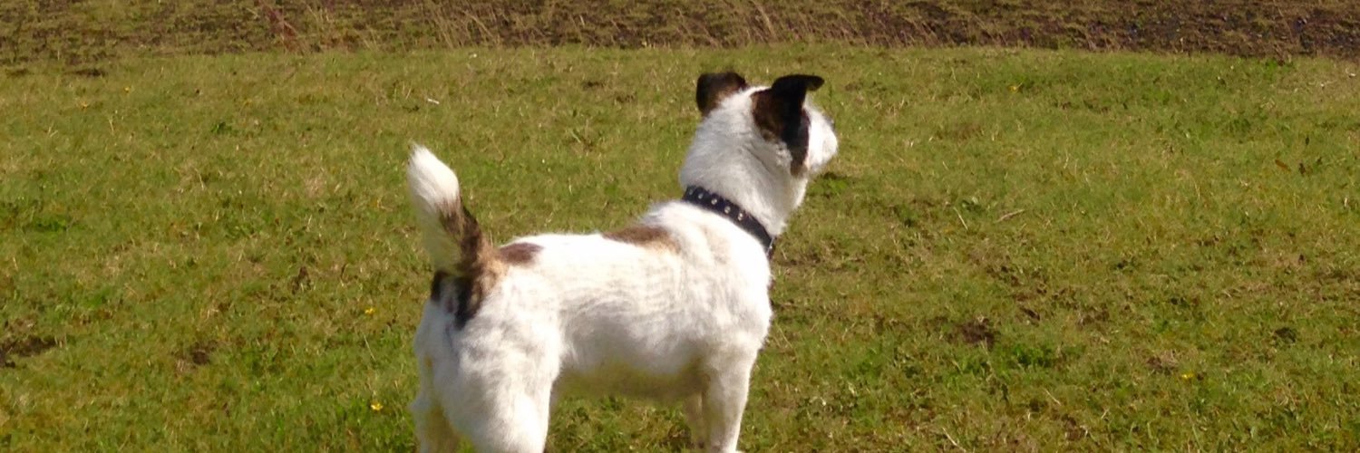 denisepevans's profile banner image