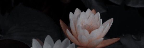 Sirnex banner
