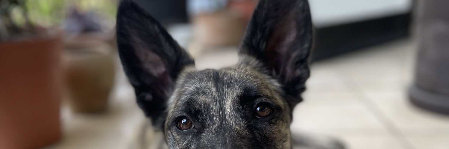 Alejandro Echga banner