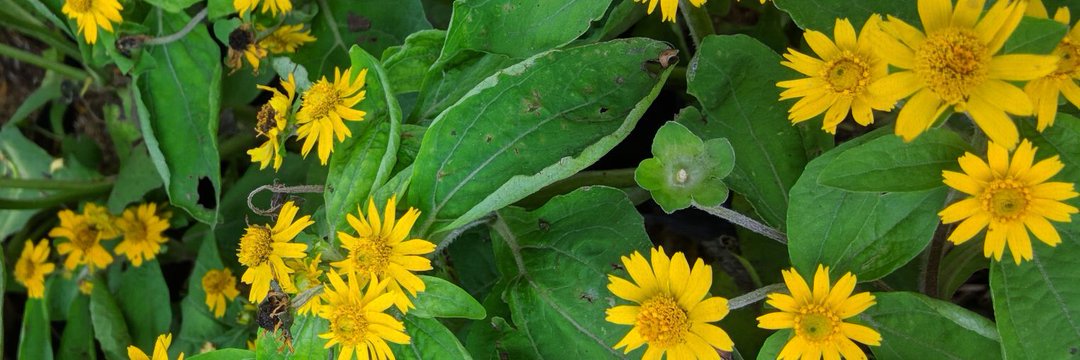 bipbip vanvin✨️ giveaway bentar banner