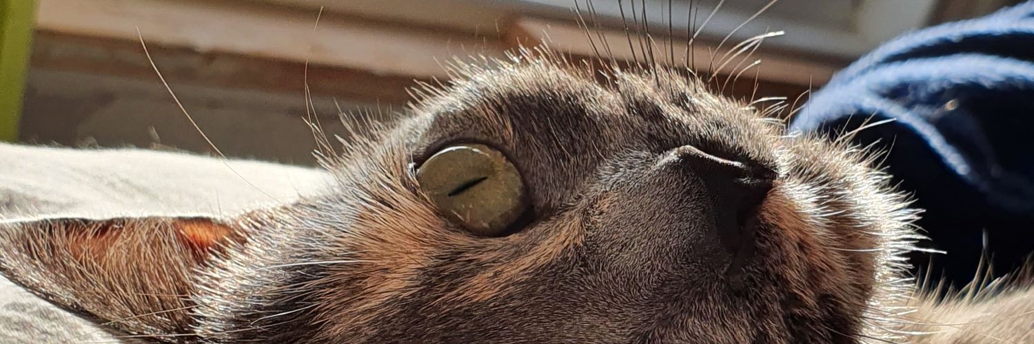 JoeeeeTaylor's profile banner image