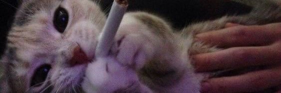 Cigarette cat banner