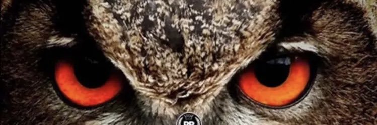 Pacho boss 🇨🇩🤫 banner