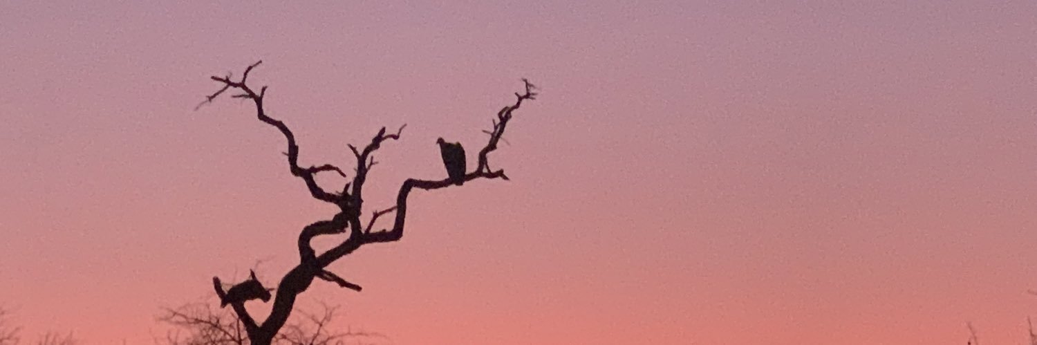birbgird's profile banner image