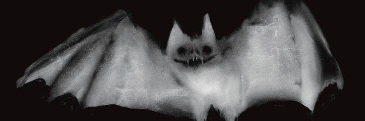 👁meatbot_inc👁 banner