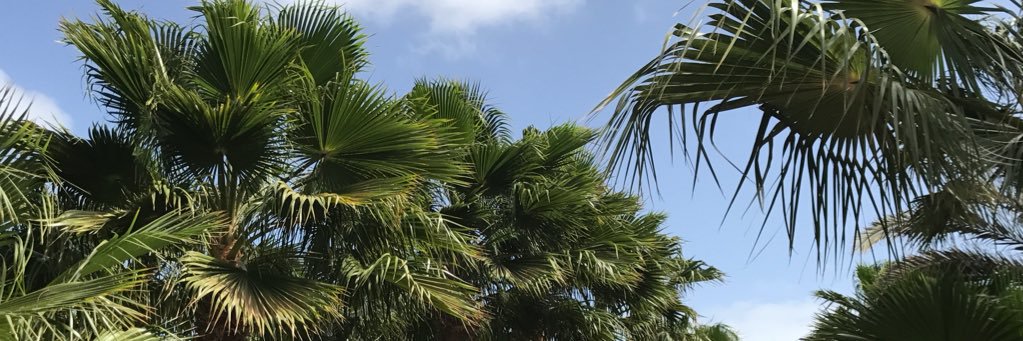 Liekensemma's profile banner image
