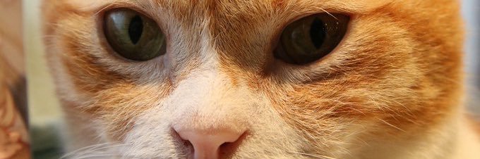nn_ss31's profile banner image