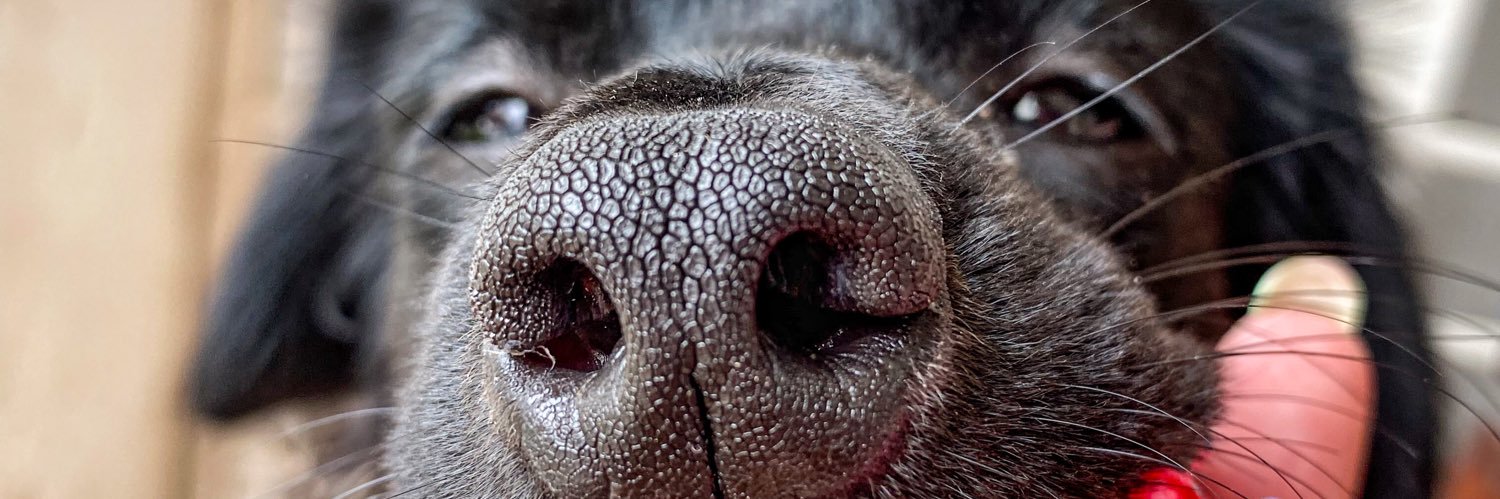 JulietaVallozzi's profile banner image