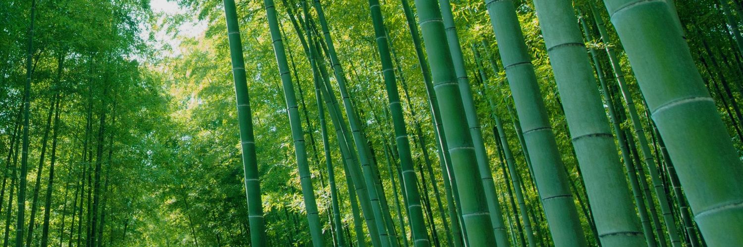 BambooPunk🎍🐼's banner