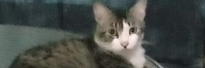 VDianov19's profile banner image
