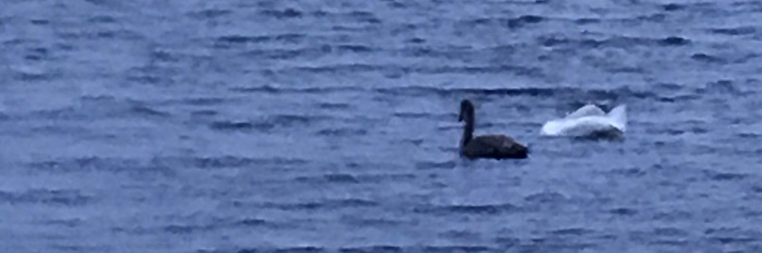 Marcus Hamrin banner