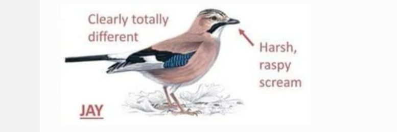 Jay 🐦 banner
