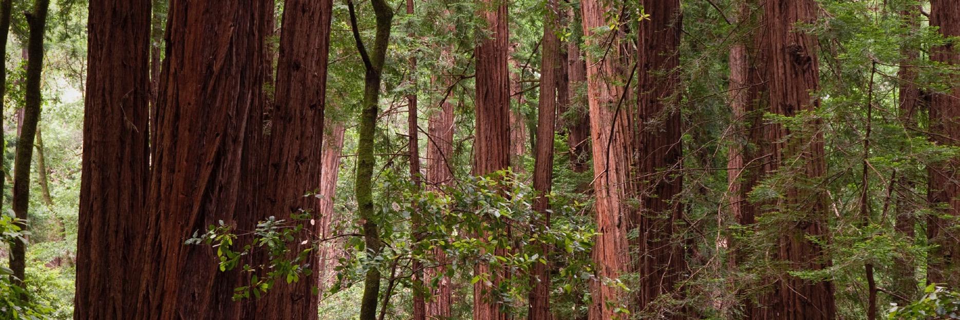 Green Technology banner