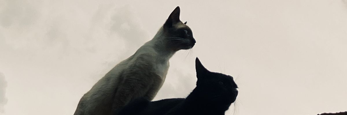 cbribzz's profile banner image