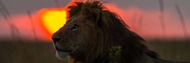 irving_gool's profile banner image