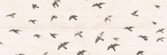 __sdnss's profile banner image