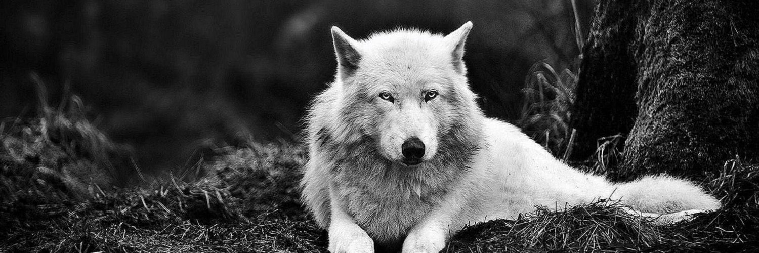 Heart of the Wolf banner