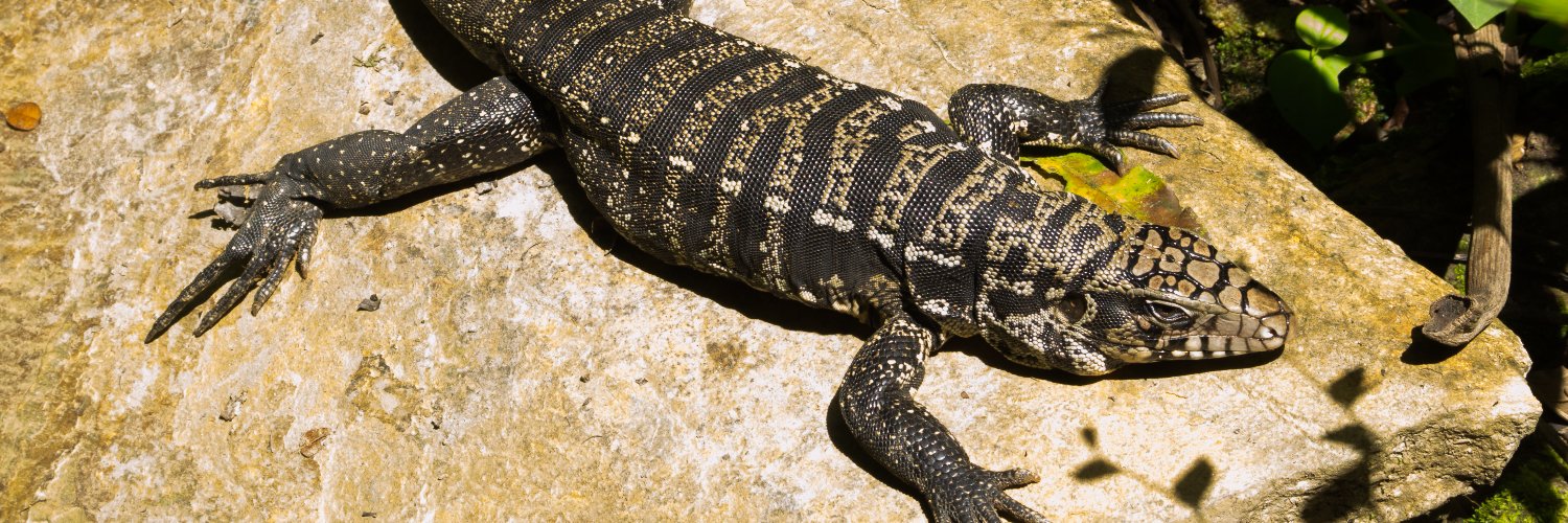 TeiuAlligator's profile banner image