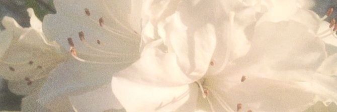 dearkarasu's profile banner image
