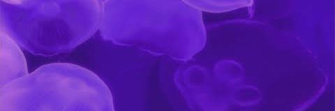 Asher banner