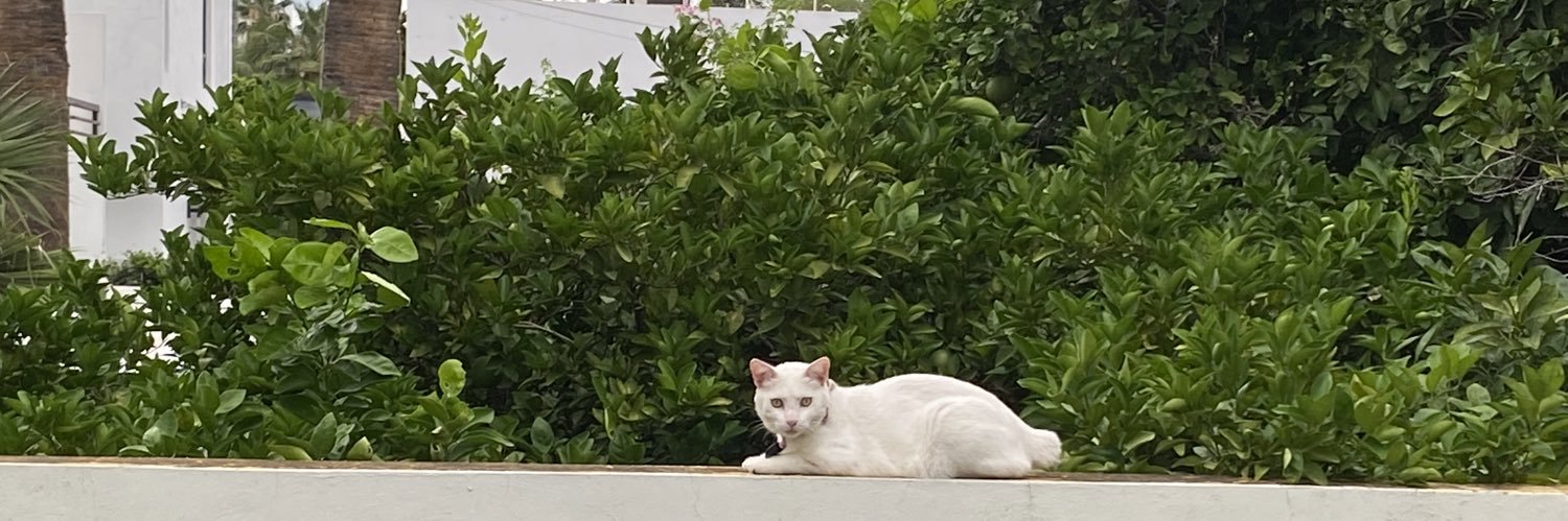 Priscila Cárdenas banner