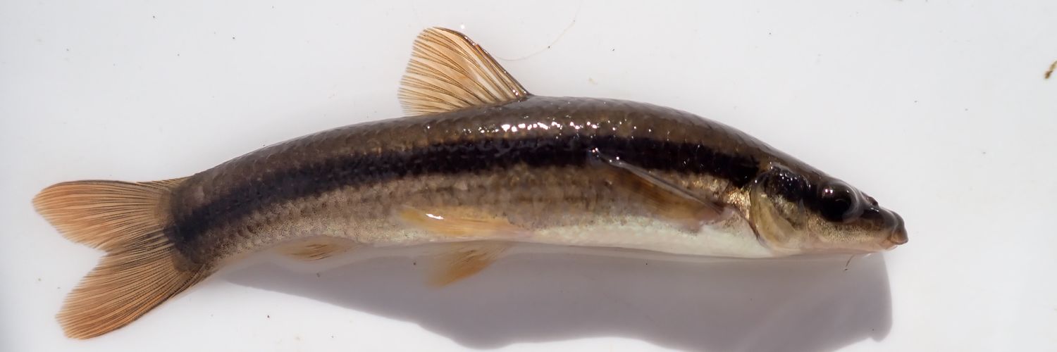 とある学校の生物部員2's banner