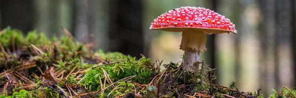 Expatica Profile Banner