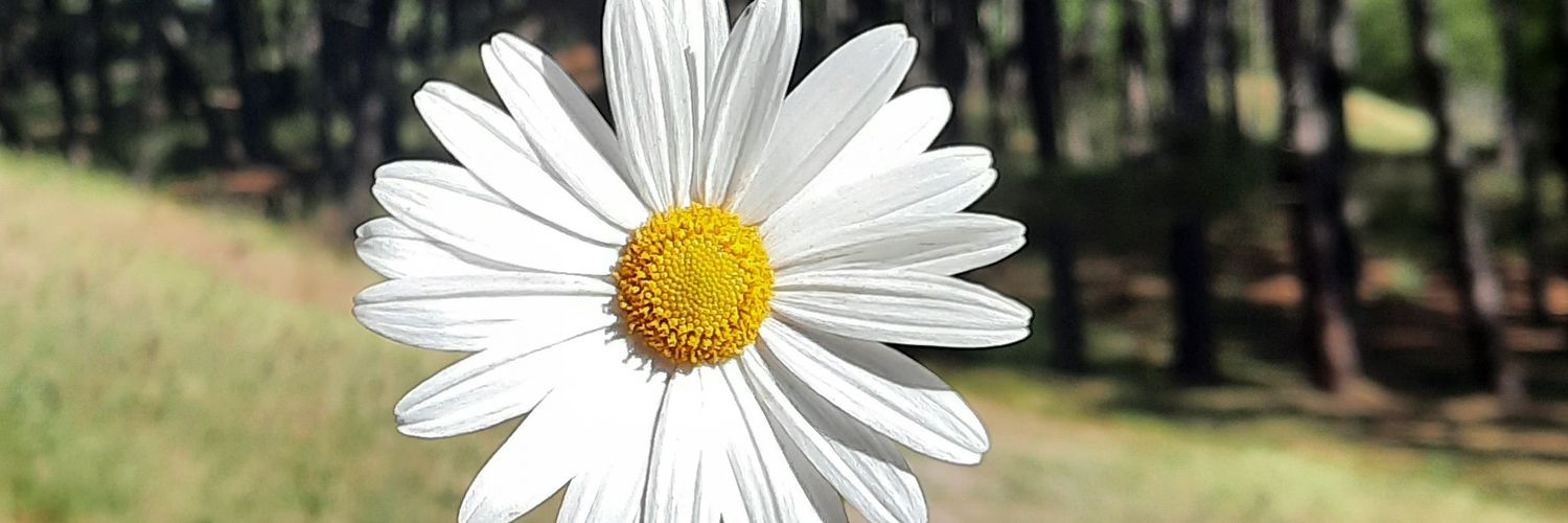 daniaceved_'s profile banner image