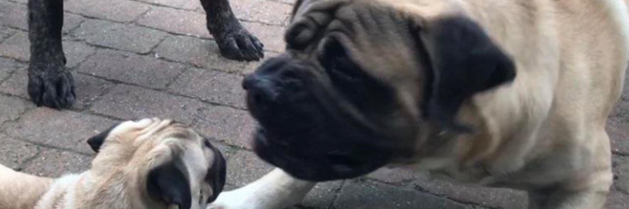 CornfedCoug's profile banner image