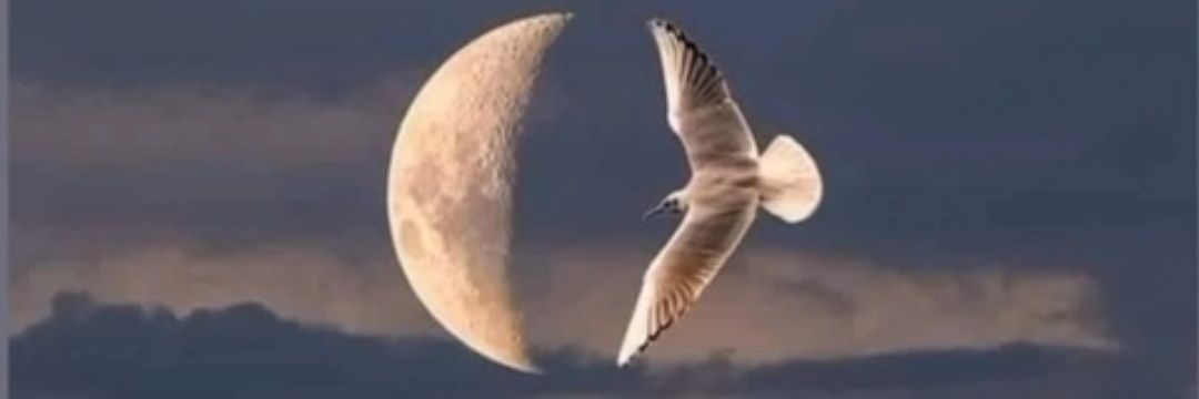 Ömer 🇹🇷 banner