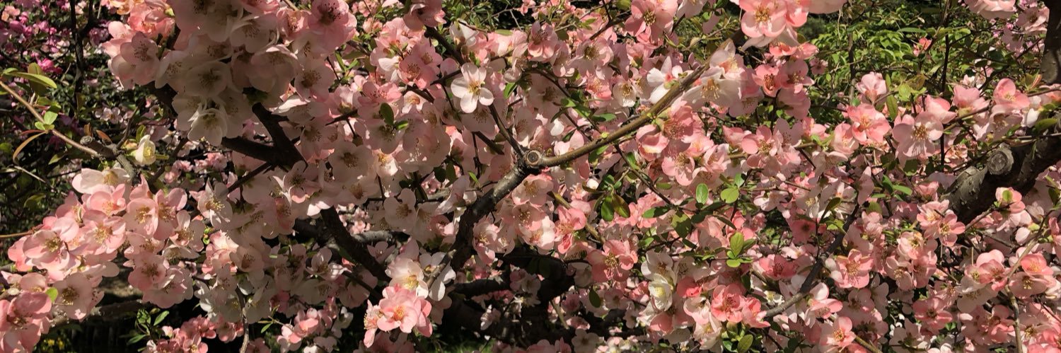 chaoruko_live's profile banner image