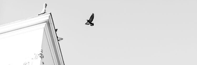 anggun🐨 banner