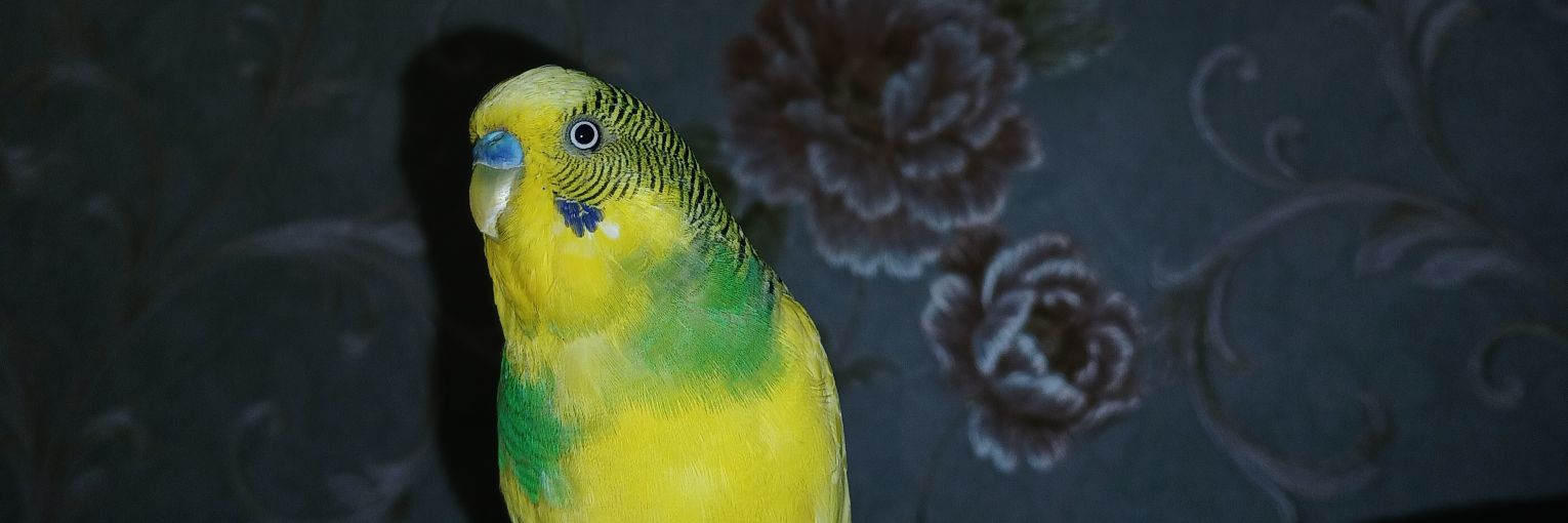GozRmin's profile banner image