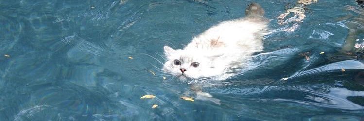 fufi banner